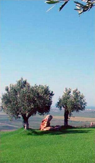 2-olive-trees-stone-figure