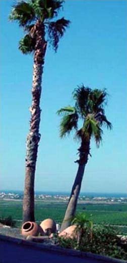 2-palm-trees-_-sea-straight