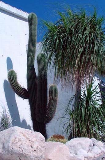 Cactus