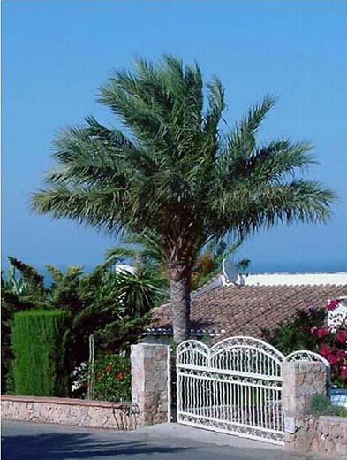 Garden-wall-with-gate