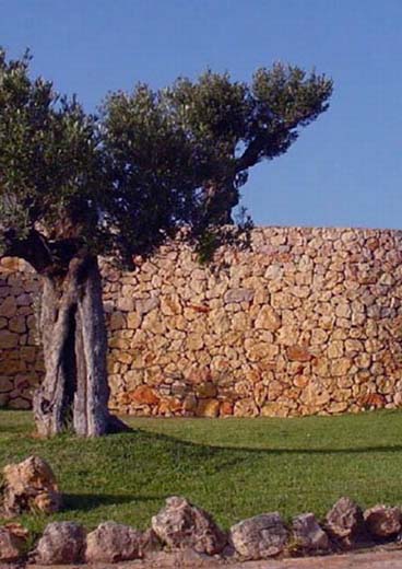 Olive-tree-_-wall