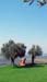 2-olive-trees-stone-figure
