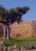 Olive-tree-_-wall
